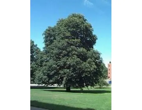 foto ippocastano