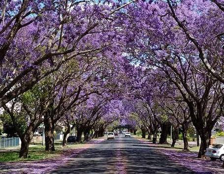 Pianta di Jacaranda.