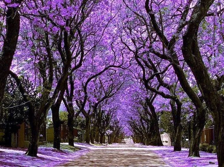 Viale alberato abbellito dalla Jacaranda.