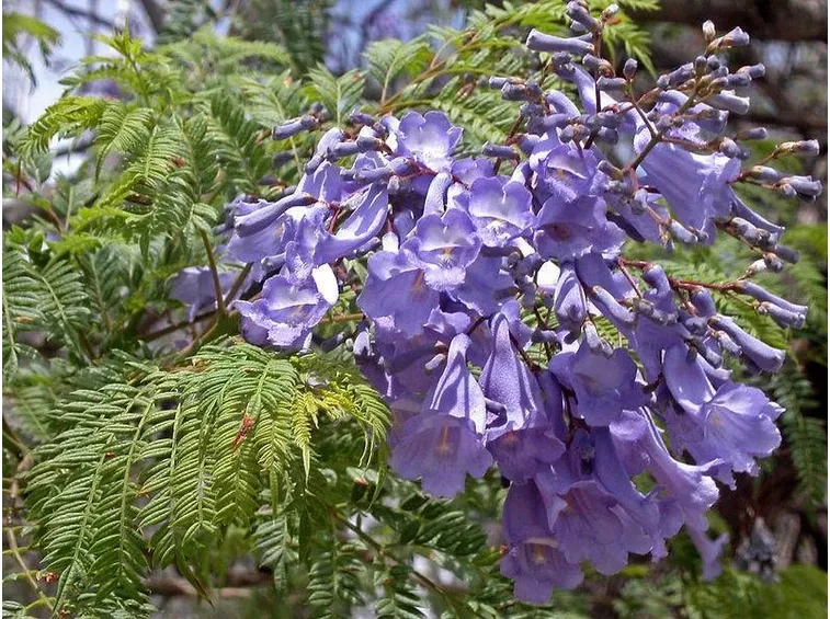 Infiorescenze della Jacaranda.
