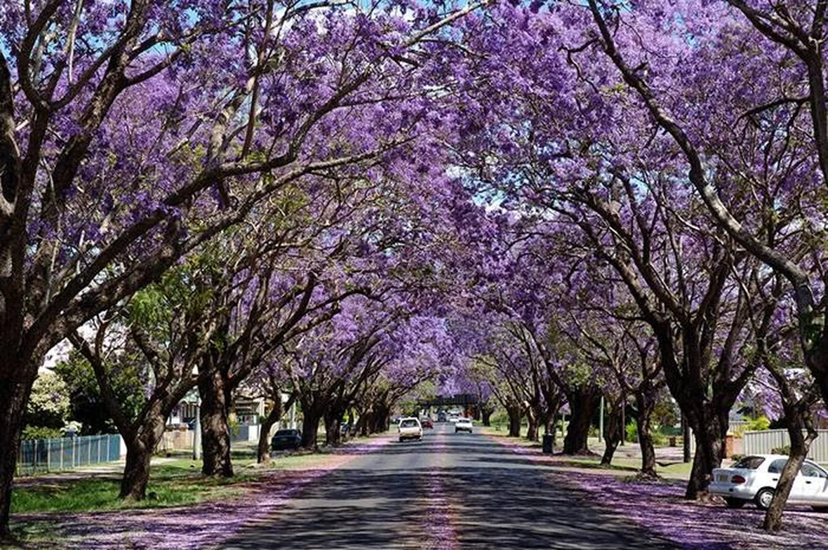Pianta di Jacaranda.