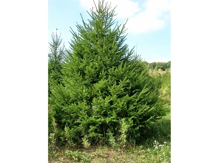 Picea abies