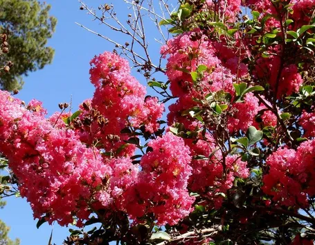 Esempio d’infiorescenze della Lagerstroemia indica.