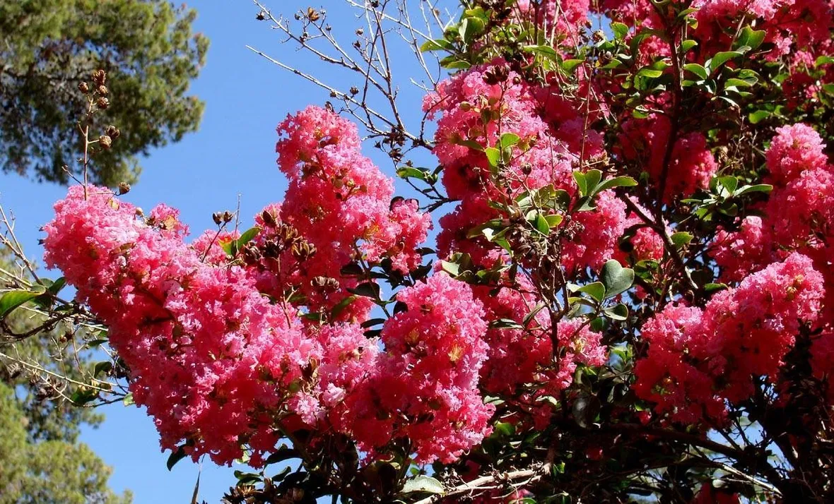 Esempio d’infiorescenze della Lagerstroemia indica.