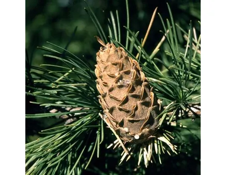 larix de