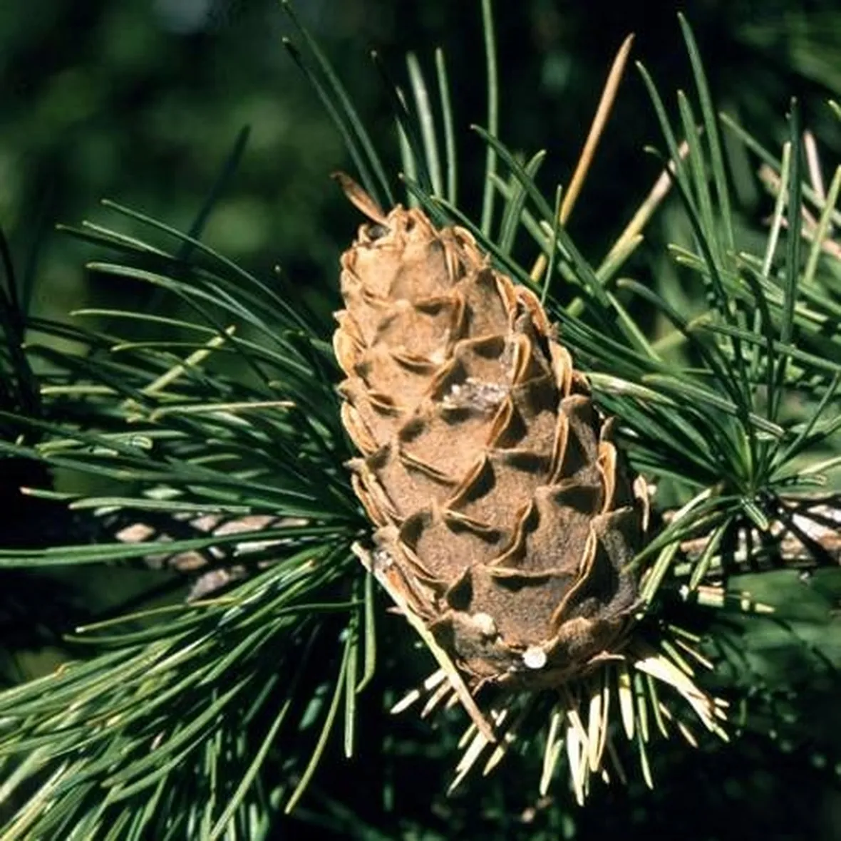 larix de