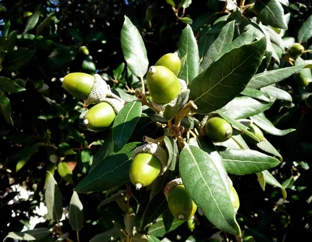 quercus ilex
