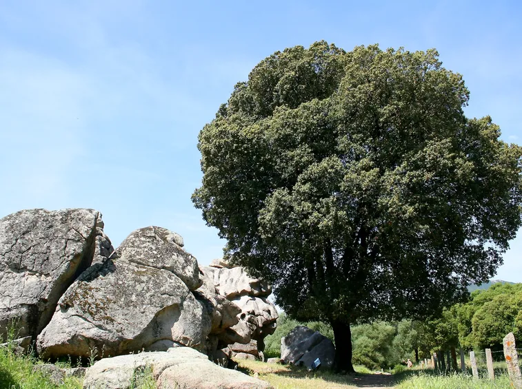 quercus ilex