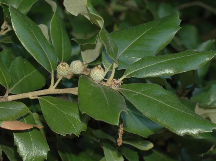 quercus ilex