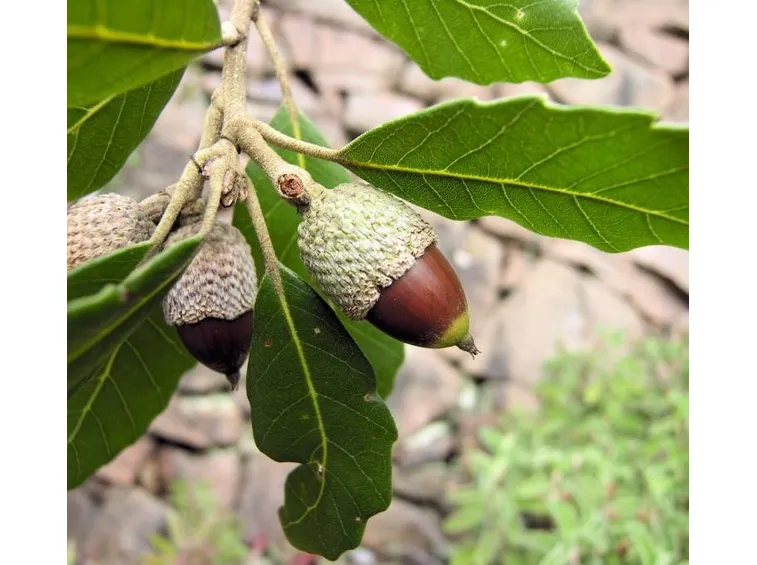 quercus ilex