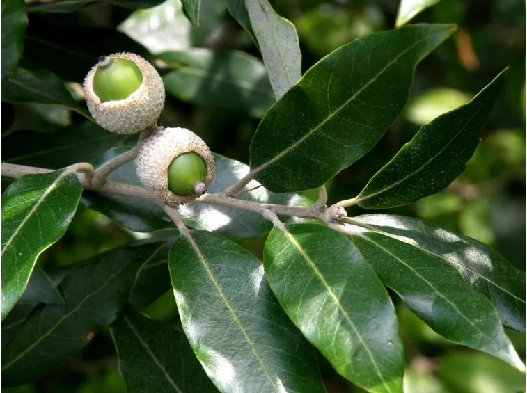 leccio