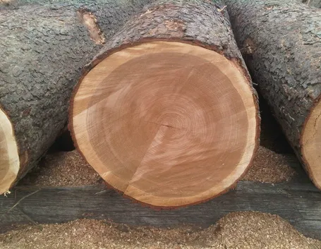 legno di ciliegio