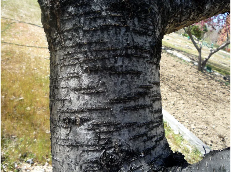 tronco ciliegio