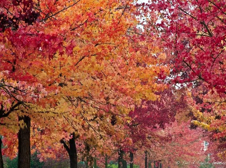 Varietà di colori del fogliame del liquidambar styraciflua