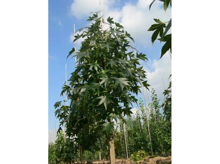 Liquidambar styraciflua in estate