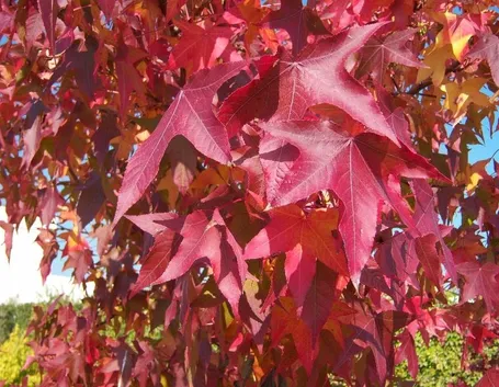 Le foglie del liquidambar orientalis