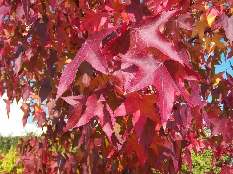 Le foglie del liquidambar orientalis
