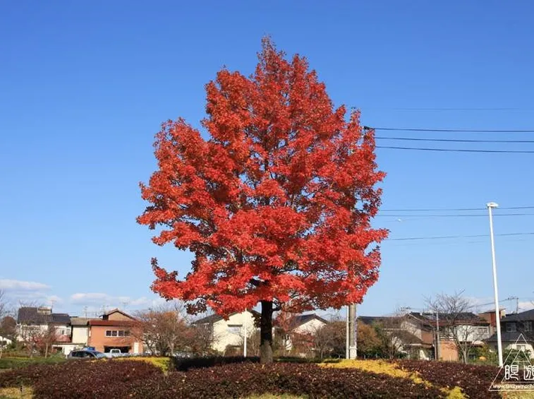 Un esempio di liquidambar formosana