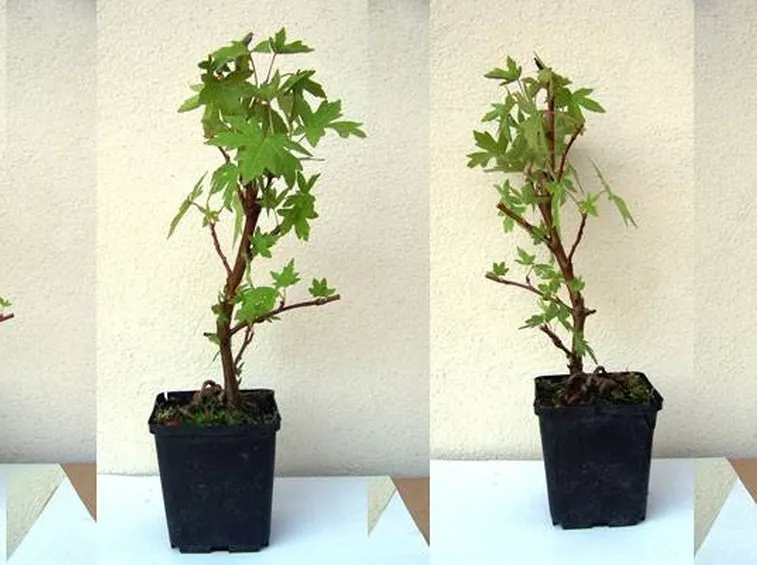 Esempio di liquidambar in vaso