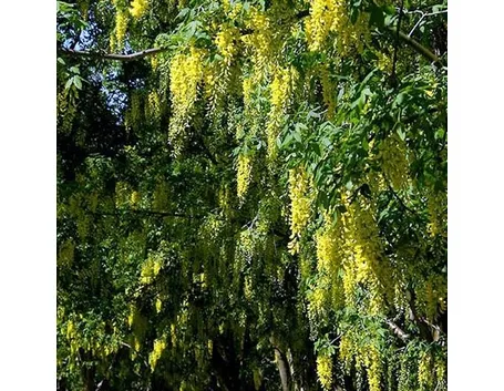 laburnum anagroides