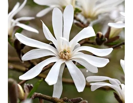 Fiore di magnolia stellata