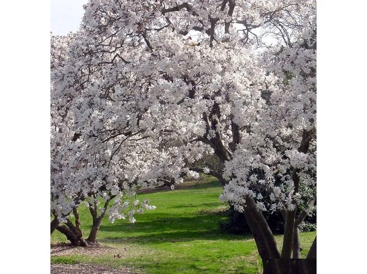 Magnolia stellata