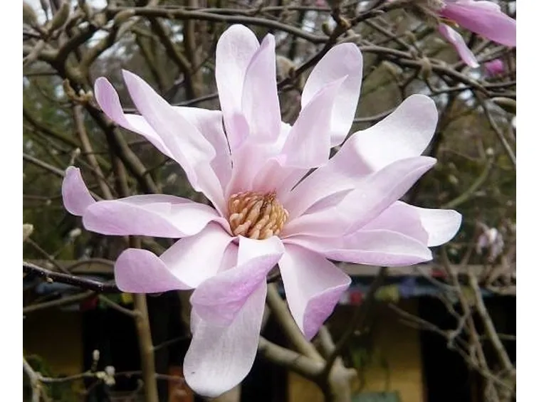 Magnolia stellata rosata