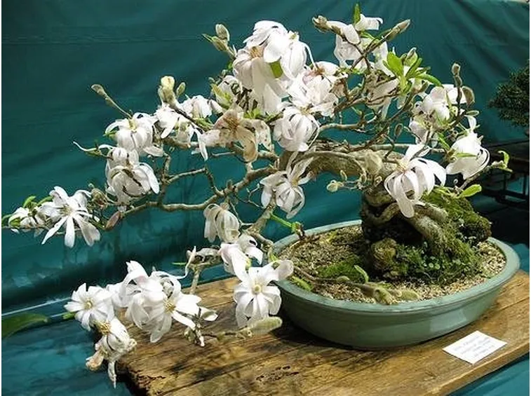 Magnolia stellata bonsai