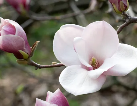 magnolia grandi