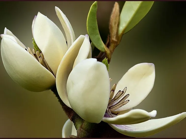 magnolia bulbo