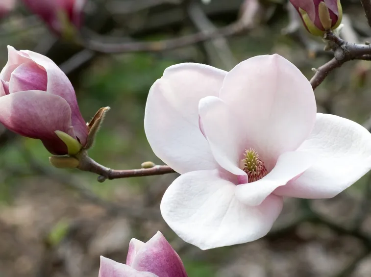 magnolia grandi