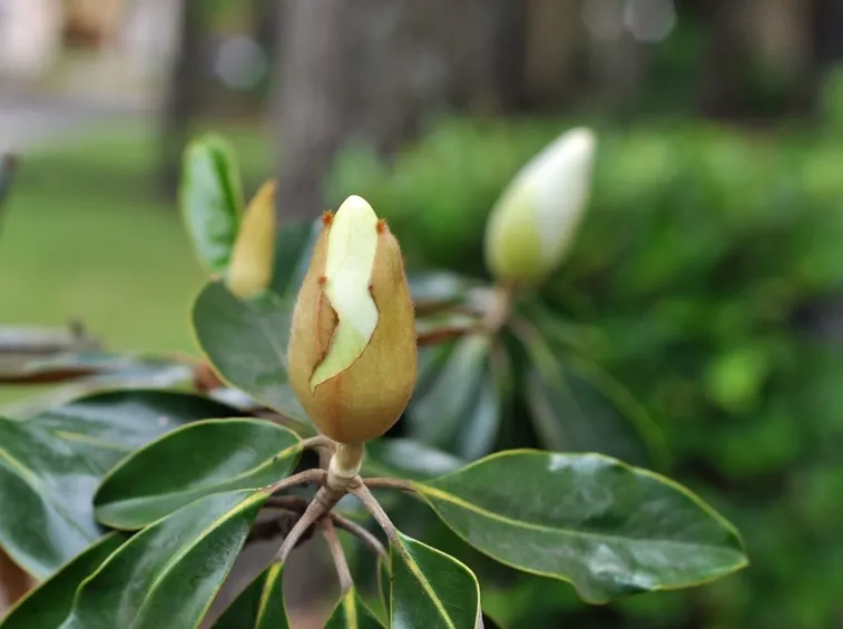 magnolia