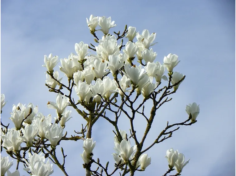 magnolia1