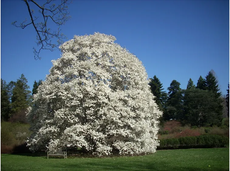 magnolia