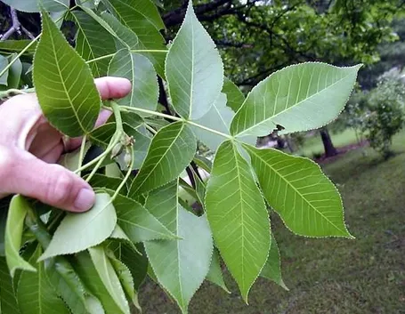 Dettaglio fogliame noce americano