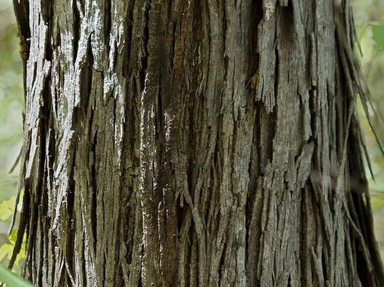 Legno in noce americano