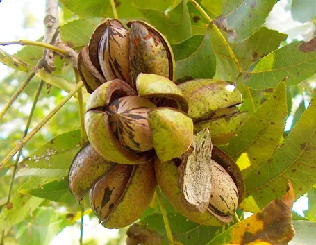 Albero di noci pecan
