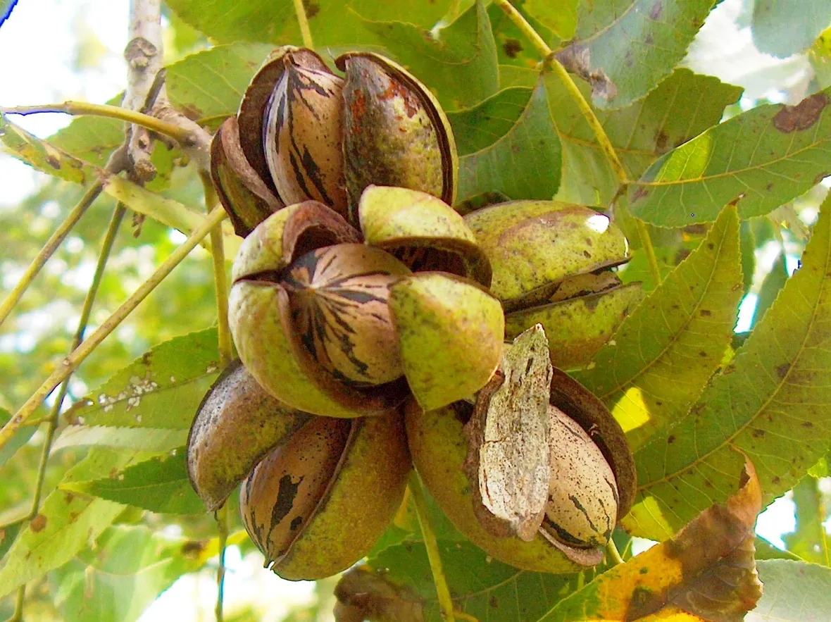 Albero di noci pecan