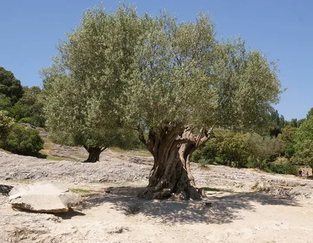Albero d'ulivo