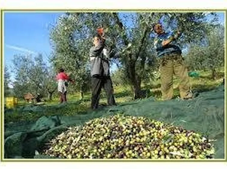 La raccolta delle olive