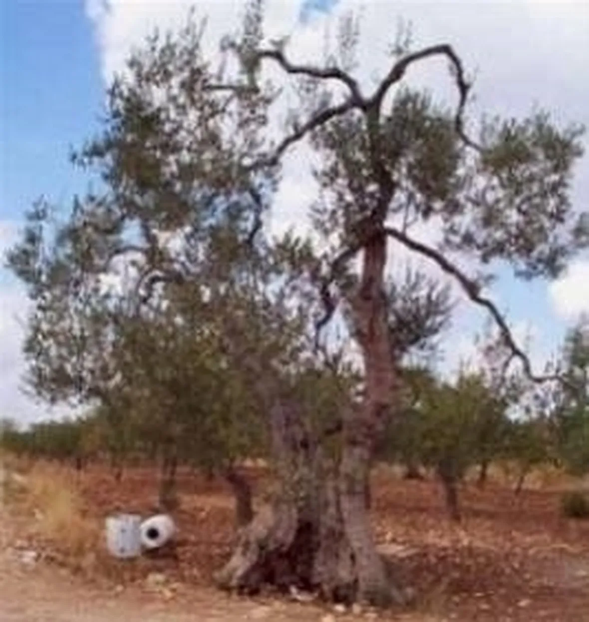 pianta olivo