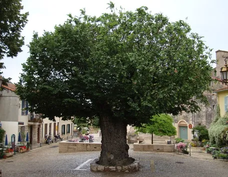 Olmo foglie