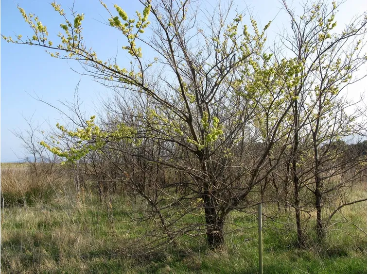Esemplare ulmus minor