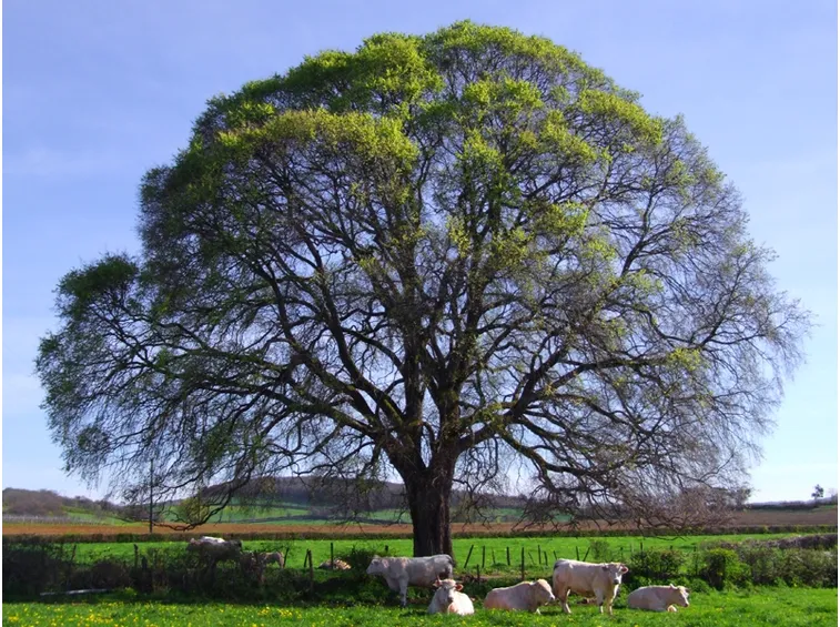 Albero olmo