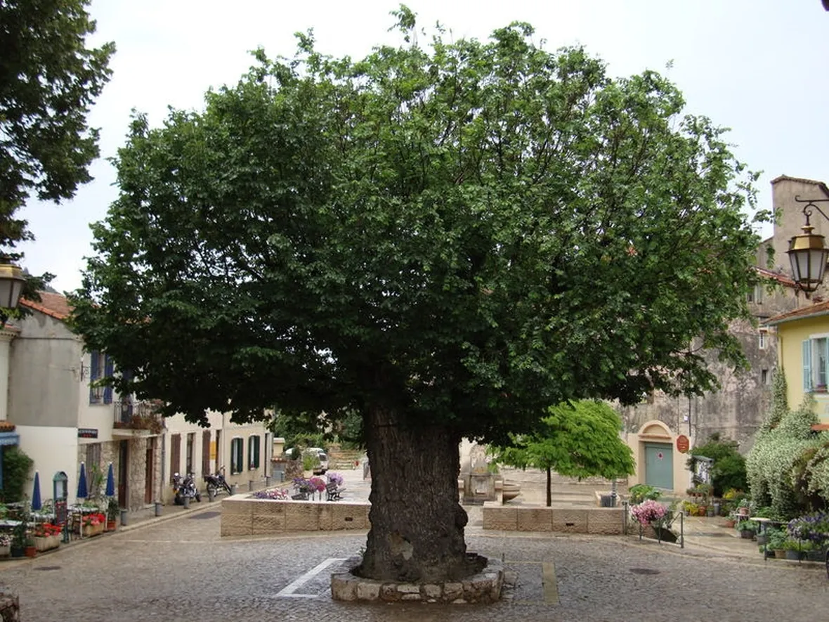 Olmo foglie