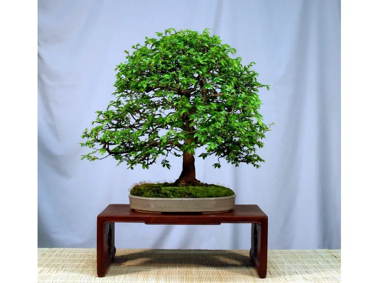 bonsai olmo
