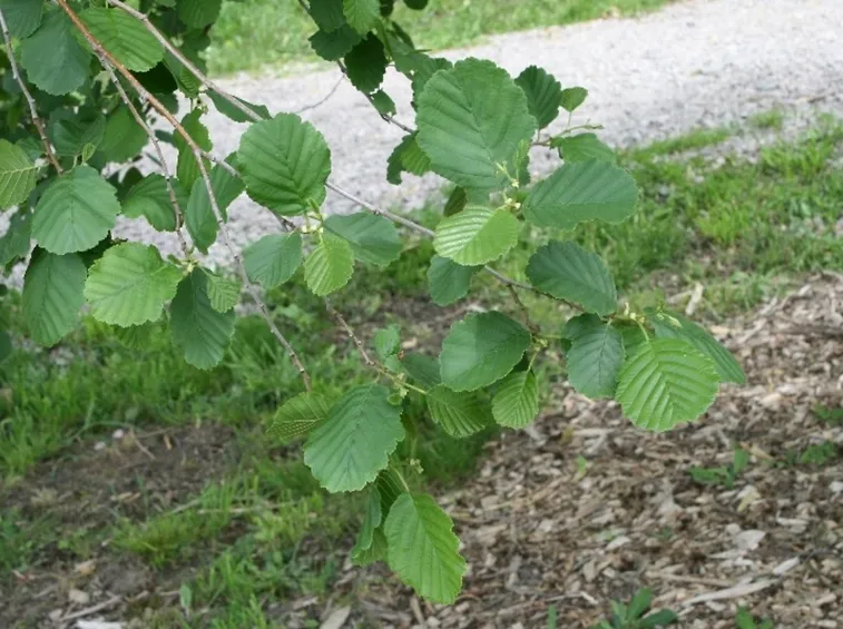 Foglie ontano