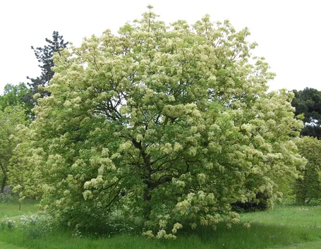 Albero orniello