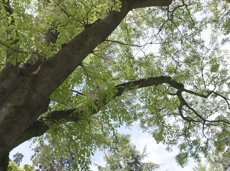 Fiori albero orniello