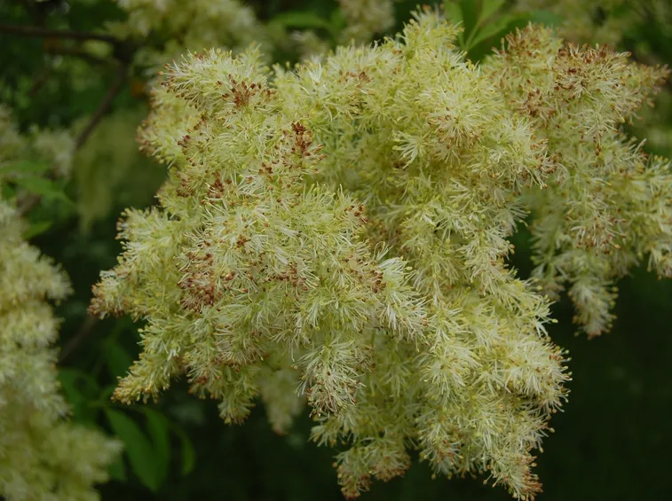Fioritura cespugli